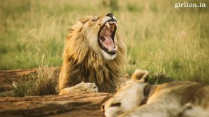 Lions Deaths in Gujarat's Gir National Park