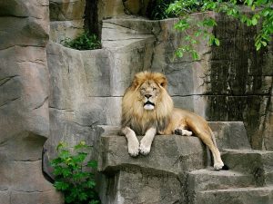 Teasing the Asiatic Lions could be Dangerous in the Sasan Gir