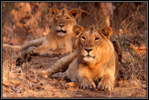 Sasan Gir Safari: Sharing Some Dancing Moves with the Lions