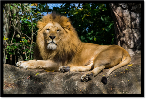 Devaliya Park: The Asiatic Lions Retreat