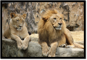 Traveling To Gir National Park from Kolkata: A Journey Towards Magnificence