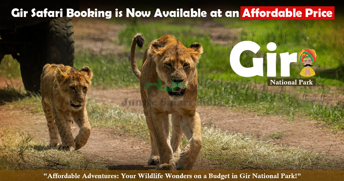 Gir Safari Booking is Now Available at an Affordable Price