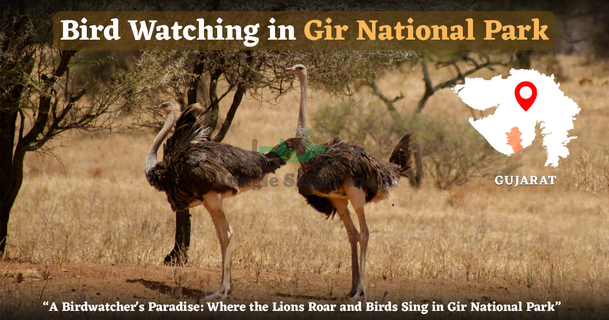 Bird Watching In Gir National Park