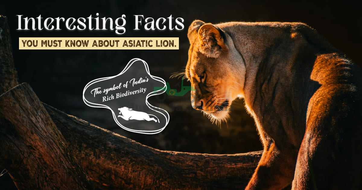 Interesting Facts You Must Know About Asiatic Lion.