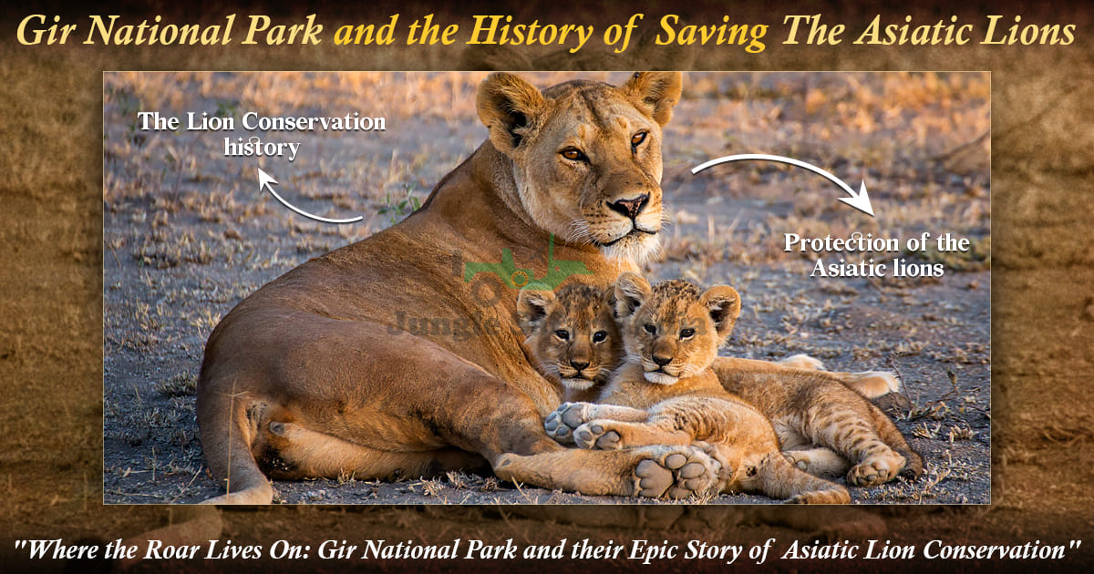 Gir National Park and the History of Saving The Asiatic Lions