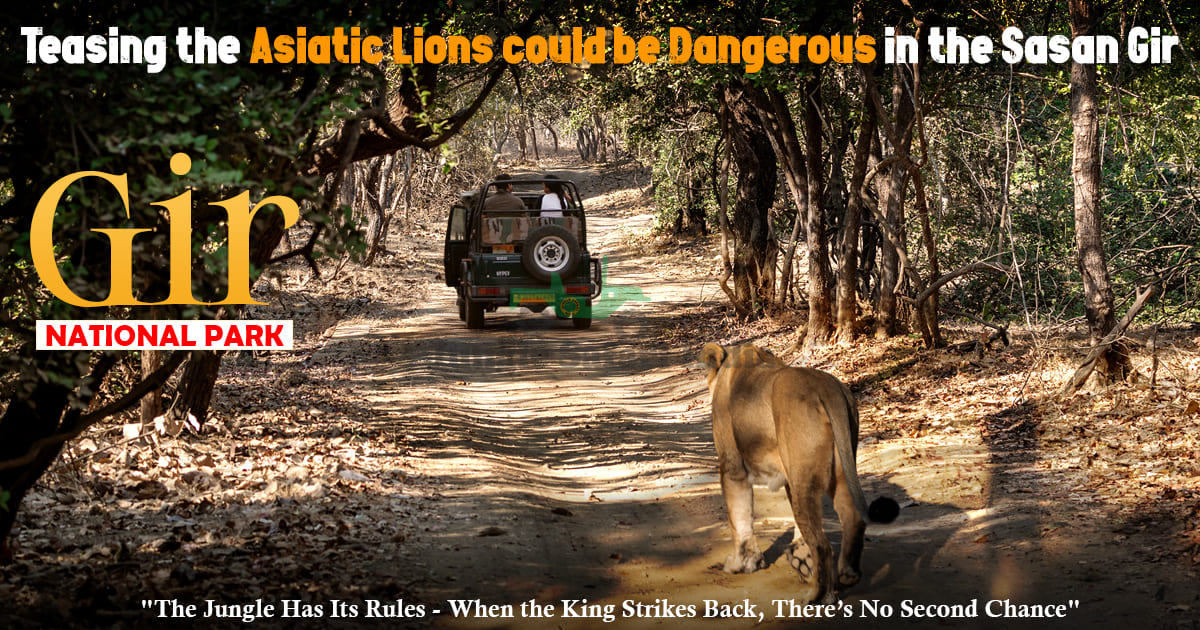 Teasing the Asiatic Lions could be Dangerous in the Sasan Gir