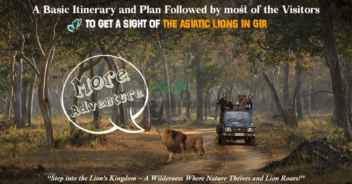 A Basic Itinerary and Plan Followed by most of the Visitors to get a sight of the Asiatic Lions in Gir