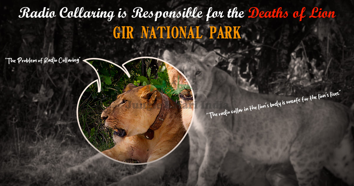 Radio Collaring is Responsible for the Deaths of Lion in Gir National Park