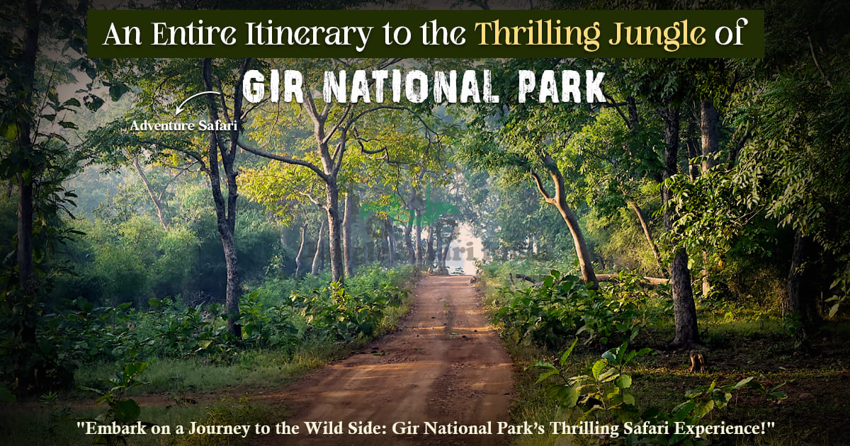 An Entire Itinerary to the Thrilling Jungle of Gir National Park