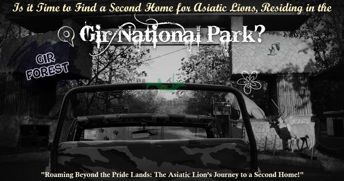 Is it Time to Find a Second Home for Asiatic Lions, Residing in the Gir National Park?