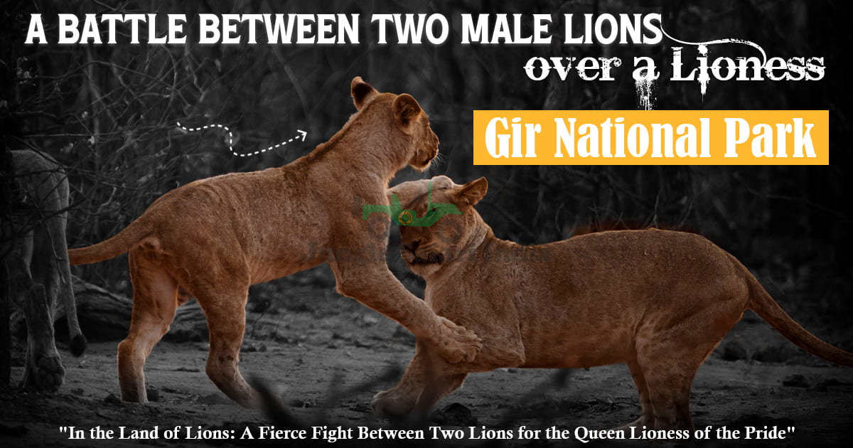 A battle between Two Male Lions over a Lioness at Gir National Park