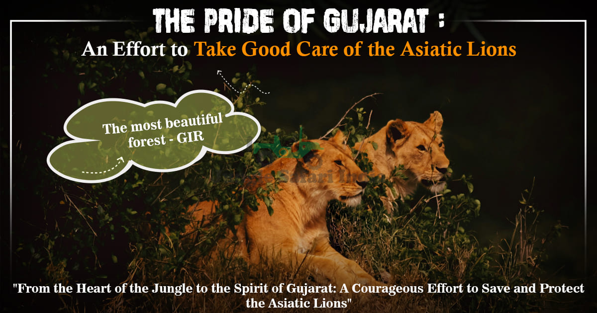 An Effort to Take Good Care of the Asiatic Lions- The Pride of Gujarat