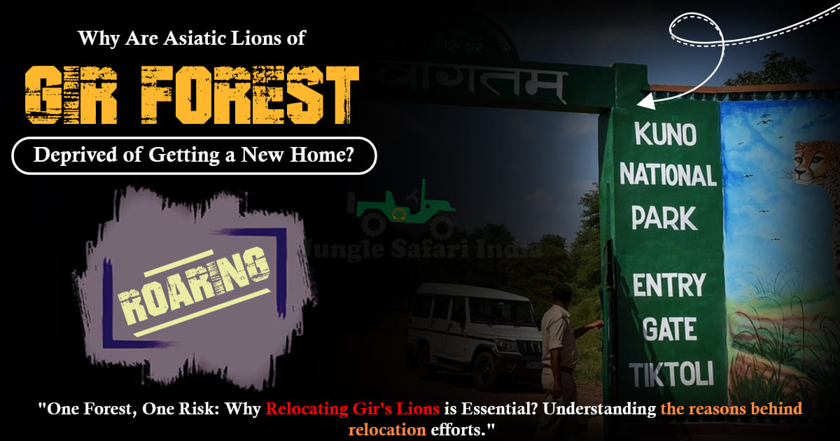 Why Are Asiatic Lions of Gir Forest Deprived of Getting a New Home?