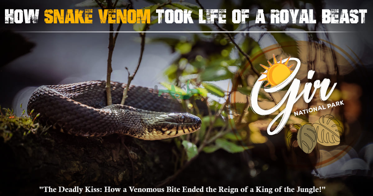 How Snake Venom Took Life of a Royal Beast