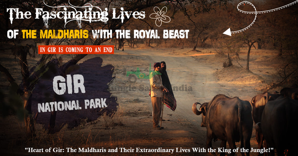 The Fascinating Lives of the Maldharis with the Royal Beast in Gir is Coming to an End