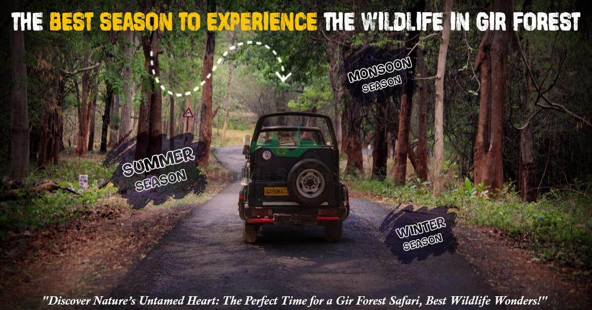 The Best Season to Experience the Wildlife in Gir Forest