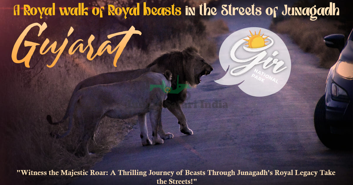 A Royal walk of Royal beasts in the Streets of Junagadh, Gujarat