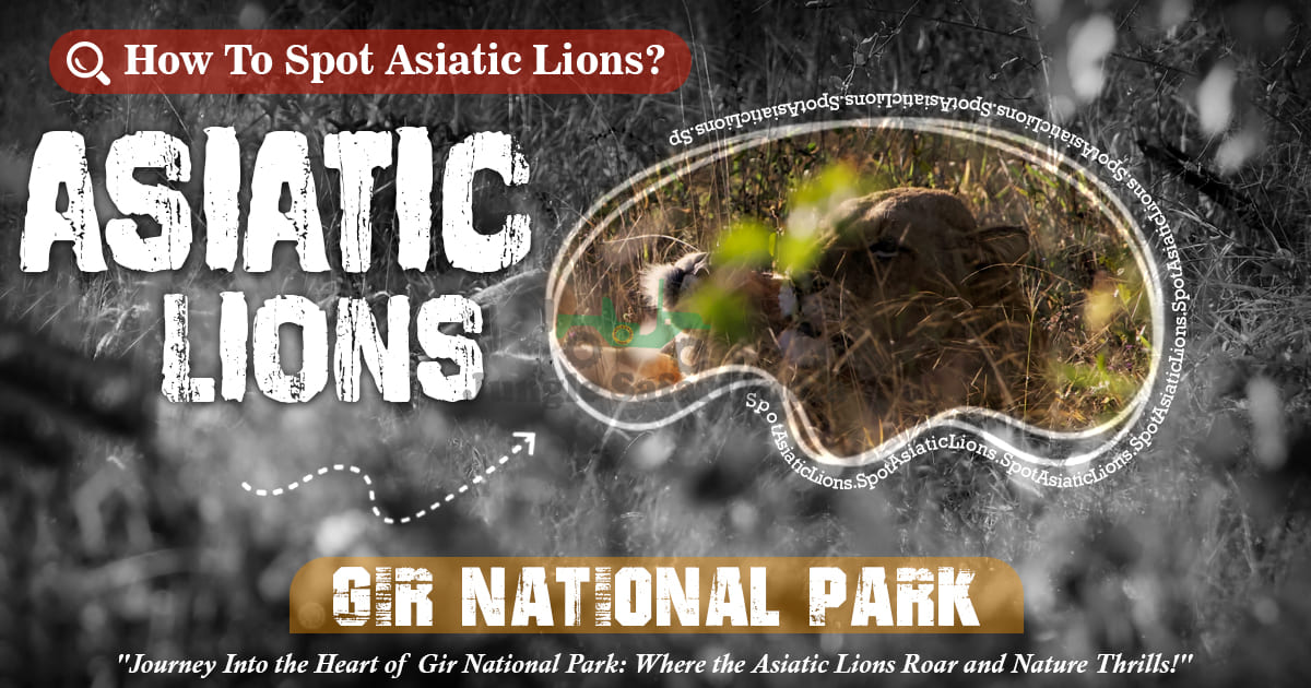 How To Spot Asiatic Lions In Gir National Park