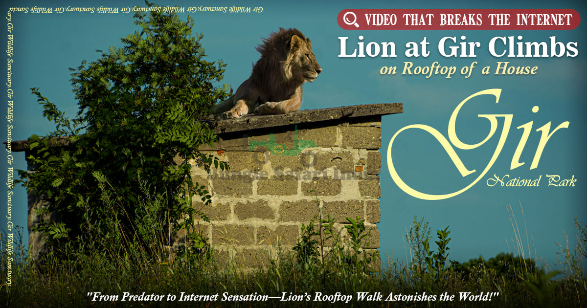 Lion at Gir Climbs on Rooftop of a House ; Video Breaks the Internet