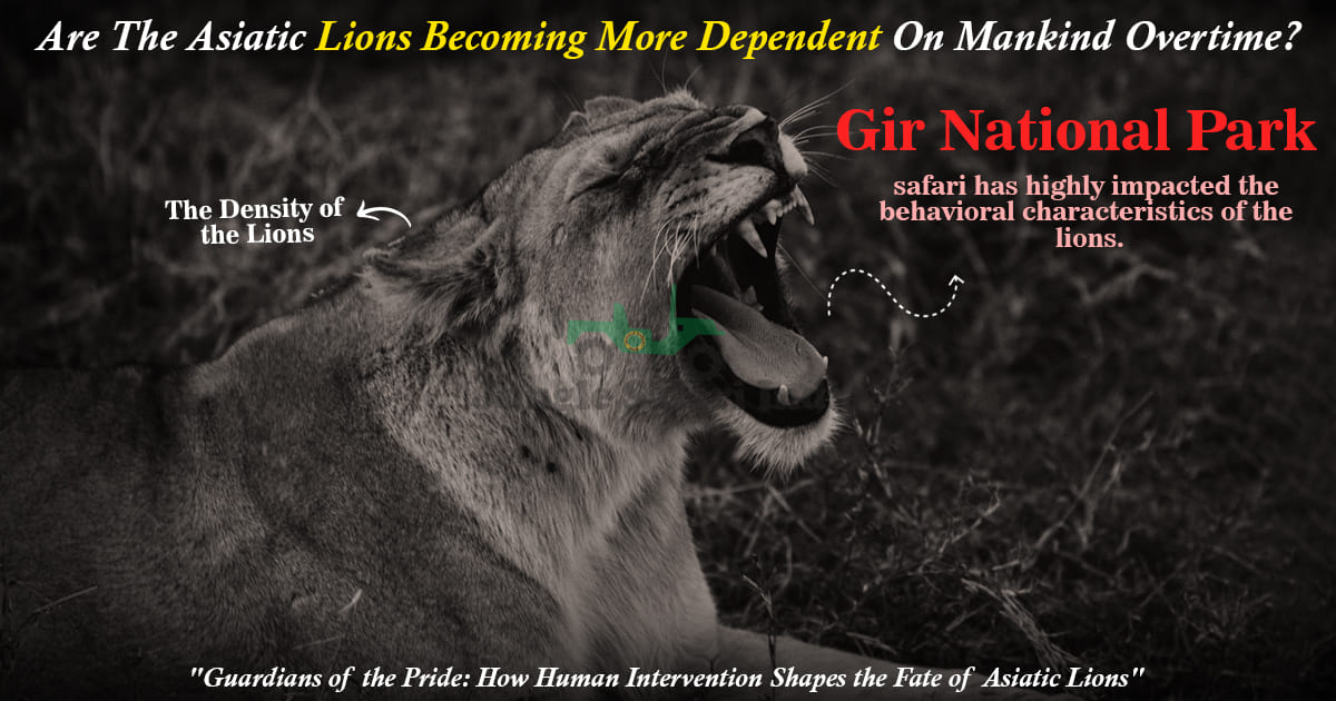 Are The Asiatic Lions Becoming More Dependent On Mankind Overtime?