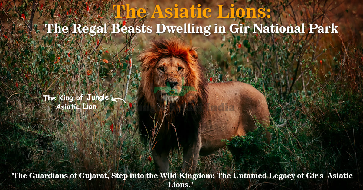 The Asiatic Lions:  The Regal Beasts Dwelling in Gir National Park