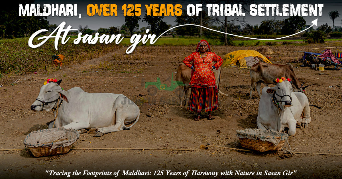 Maldhari ; Over 125 Years of Tribal Settlement at Sasan Gir