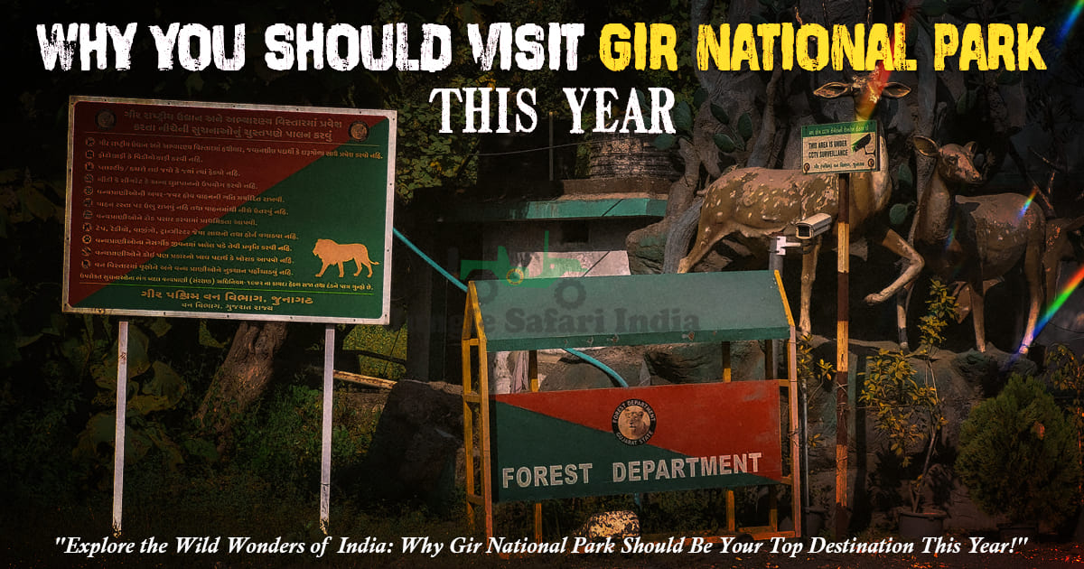 Why You Should Visit Gir National Park This Year