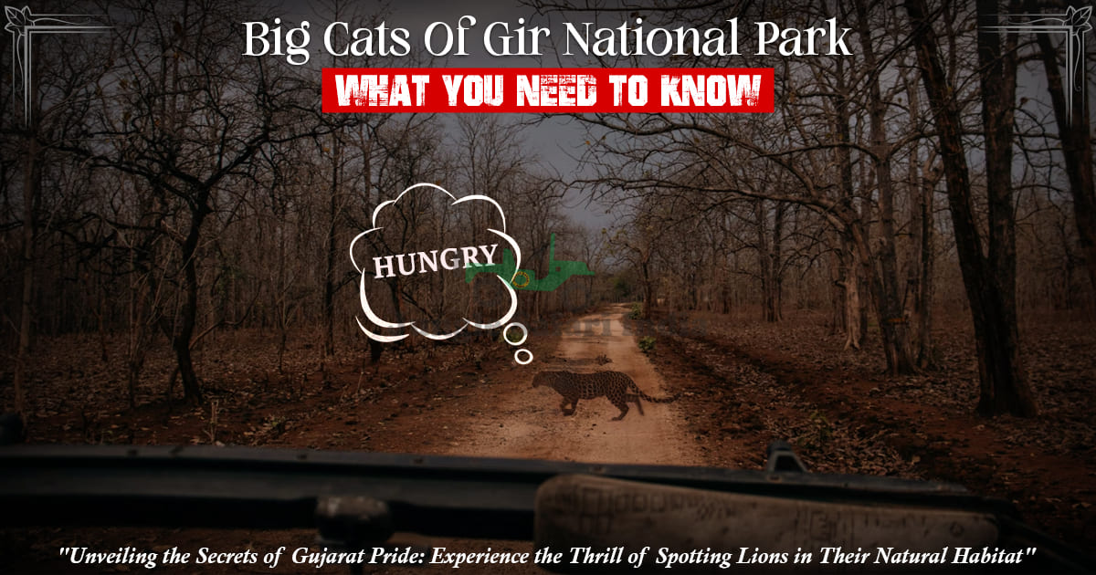 Big Cats Of Gir National Park: What You Need To Know