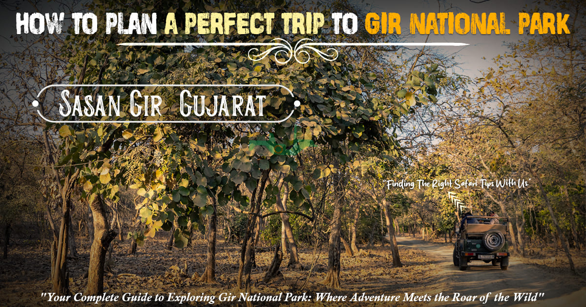 How To Plan A Perfect Trip To Gir National Park