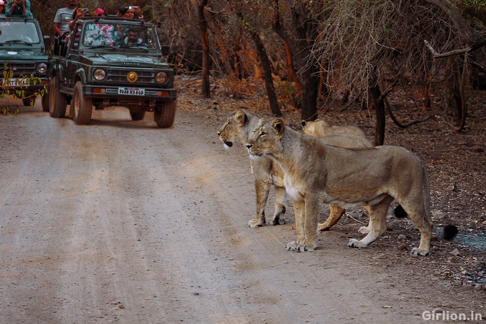 Gir National Park Tour Packages | Tour Packages For Gir