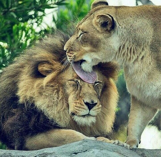 gir national park