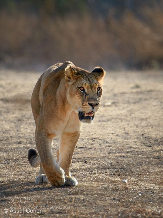 The Asiatic Lions:  The Regal Beasts Dwelling in Gir National Park