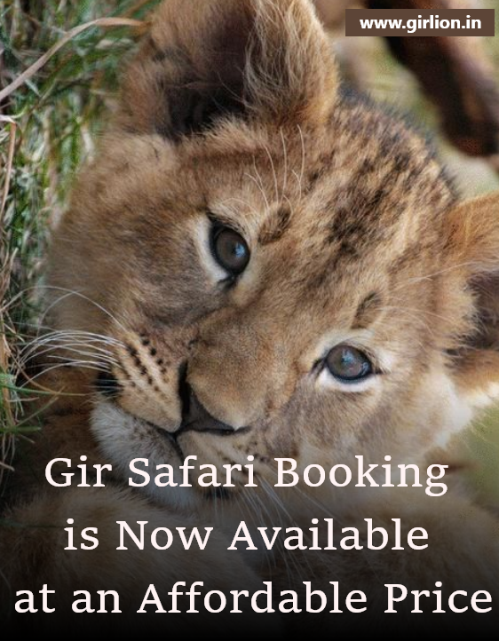 Gir Safari Booking is Now Available at an Affordable Price