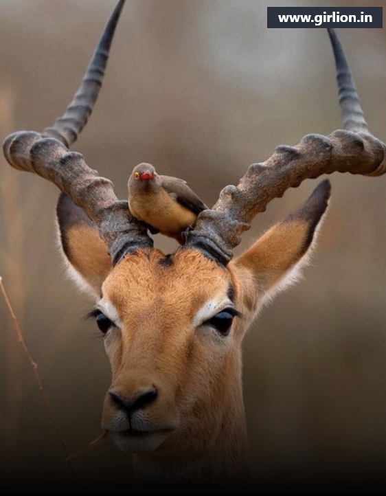 Gir National Park