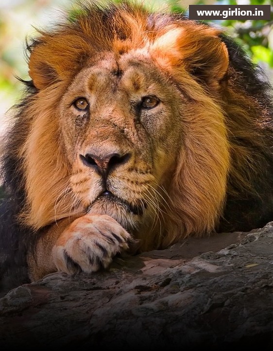 Devaliya Park: The Asiatic Lions Retreat