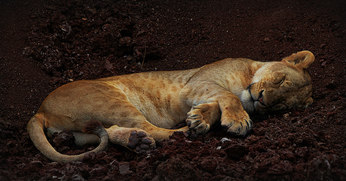 Lions Deaths in Gujarat’s Gir National Park