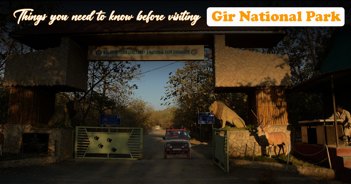 Things You Need to Know Before Visiting Gir